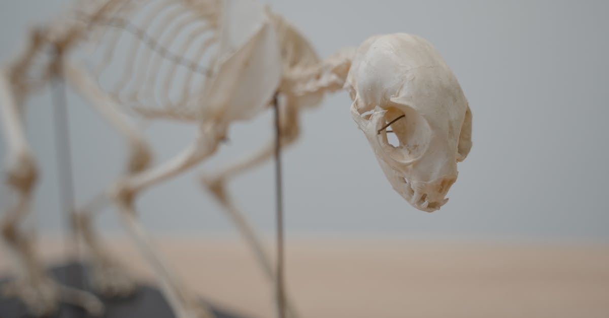 découvrez comment tildren aide à traiter les maladies osseuses chez les chevaux, améliorant leur santé et leur mobilité grâce à une solution efficace et sécurisée.