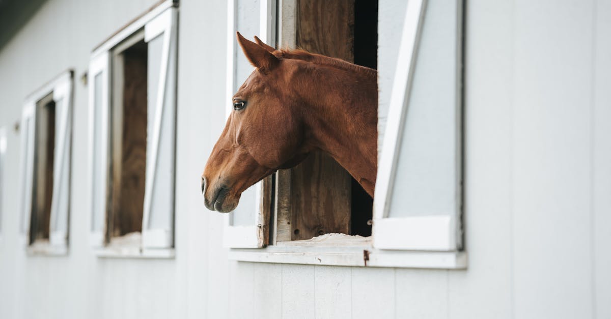 découvrez tout sur le pelage alezan des chevaux : caractéristiques, soins et conseils pour sublimer votre cheval au pelage châtain.