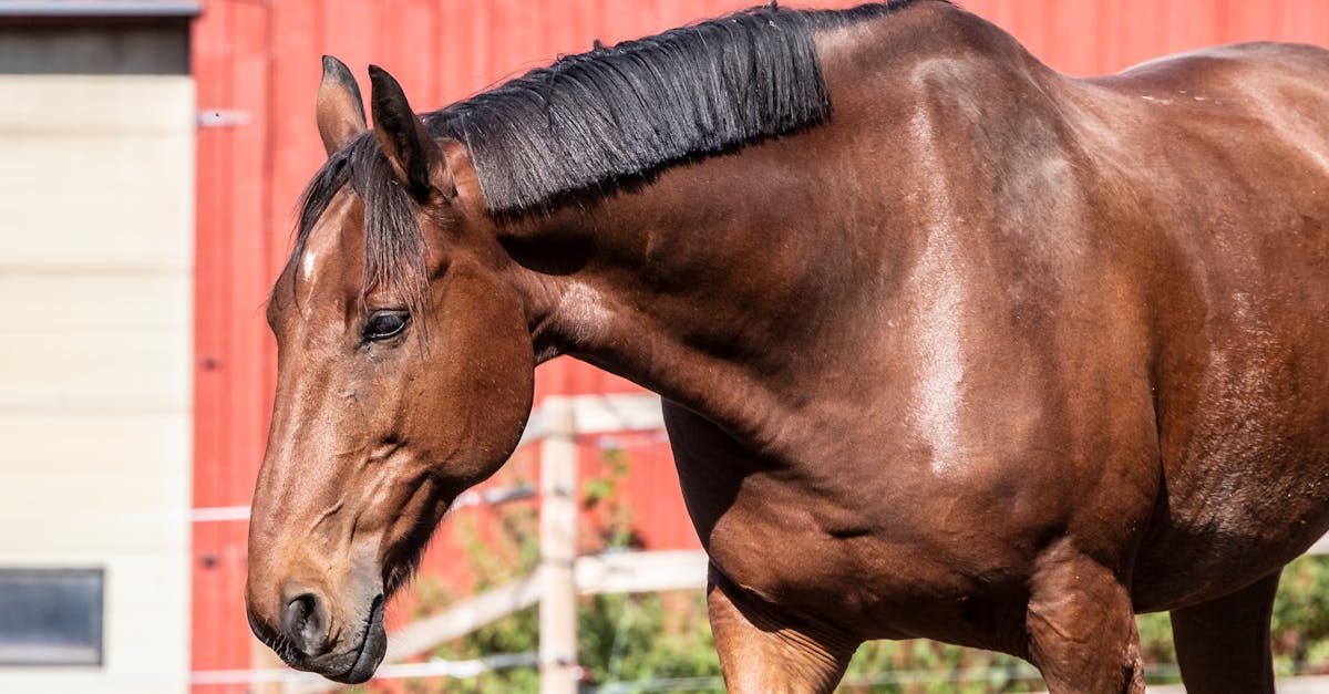découvrez tout sur le pelage alezan du cheval : caractéristiques, soins et conseils pour entretenir cette robe chatoyante.