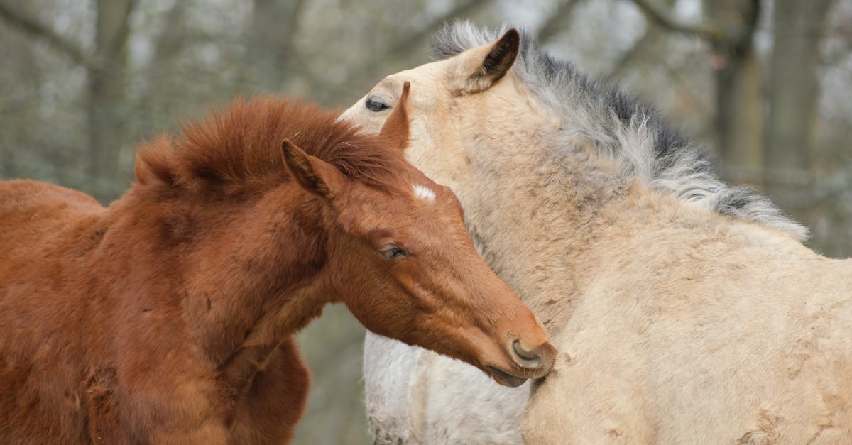 découvrez le pelage alezan chez le cheval, une robe marron rougeâtre éclatante, symbole de beauté et de caractère.