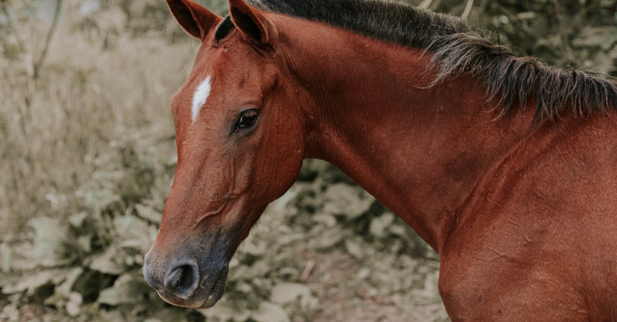 découvrez le cheval comtois, une race robuste et polyvalente originaire de la région de franche-comté, idéale pour les travaux agricoles et les loisirs équestres.