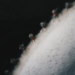 découvrez le cheval comtois, une race robuste et polyvalente originaire de la région de franche-comté, idéale pour le travail agricole et les loisirs équestres.