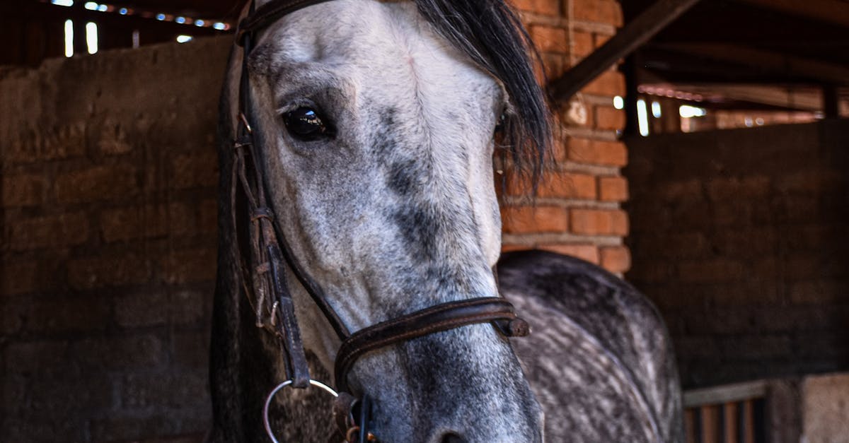découvrez le cheval comtois, une race robuste et polyvalente originaire de la région franche-comté, idéale pour le travail agricole et les activités équestres.