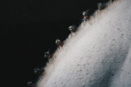 découvrez le cheval comtois, une race robuste et polyvalente originaire de la région de franche-comté, idéale pour le travail agricole et les loisirs équestres.