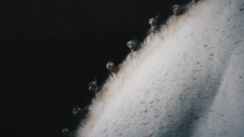 découvrez le cheval comtois, une race robuste et polyvalente originaire de la région de franche-comté, idéale pour le travail agricole et les loisirs équestres.