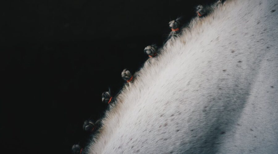 découvrez le cheval comtois, une race robuste et polyvalente originaire de la région de franche-comté, idéale pour le travail agricole et les loisirs équestres.