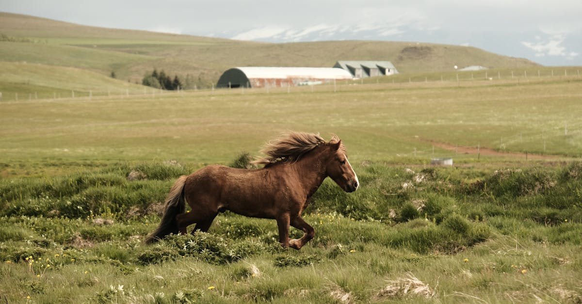 découvrez l'espérance de vie des chevaux atteints de la maladie de cushing, ses symptômes, le diagnostic et les options de traitement pour assurer leur bien-être.