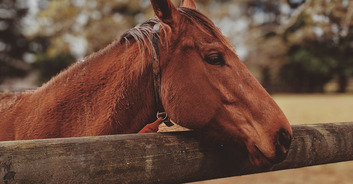 découvrez l'espérance de vie des chevaux atteints de la maladie de cushing, ses impacts sur leur santé et les conseils pour améliorer leur qualité de vie.