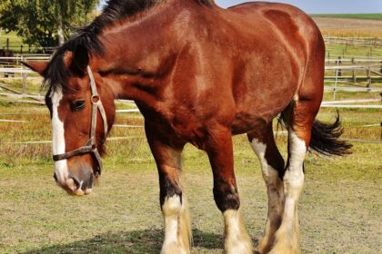 découvrez l'espérance de vie des chevaux atteints de la maladie de cushing, ses symptômes, traitements et conseils pour améliorer leur qualité de vie.