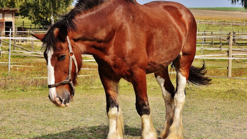 découvrez l'espérance de vie des chevaux atteints de la maladie de cushing, ses symptômes, traitements et conseils pour améliorer leur qualité de vie.