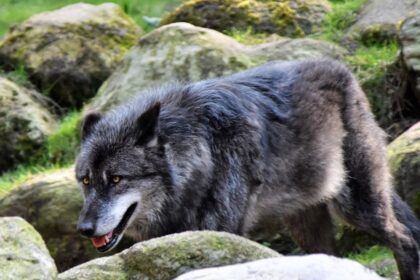 découvrez le cheval hanovrien, réputé pour sa puissance, son élégance et ses performances exceptionnelles en équitation sportive.