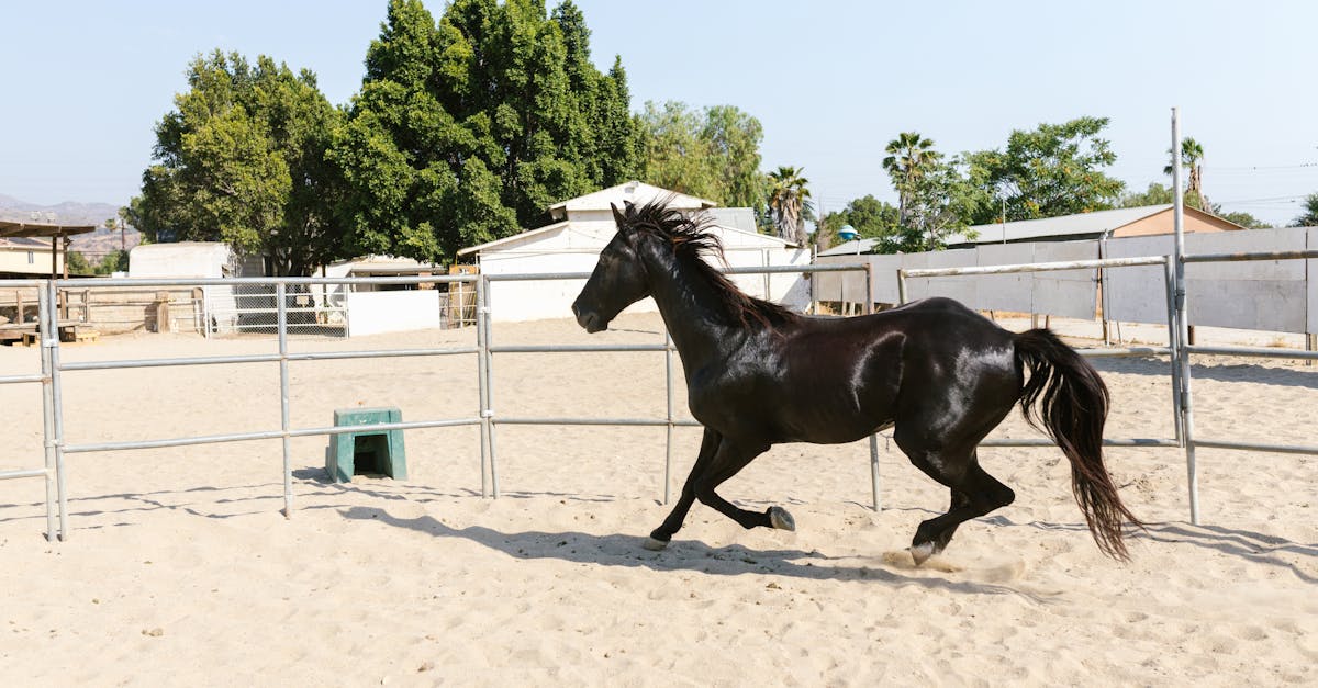 découvrez nos services professionnels de remplacement de fers à cheval pour assurer le confort et la sécurité de votre cheval. intervention rapide et qualité garantie.