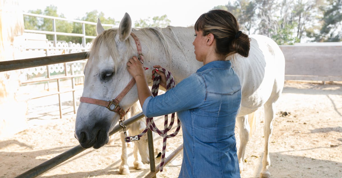 service de remplacement de fers à cheval de qualité pour assurer le confort et la protection optimale de vos chevaux.