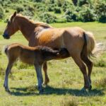 lait de jument de camargue soin beauté