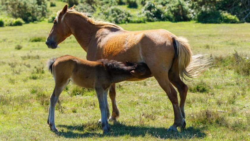 lait de jument de camargue soin beauté