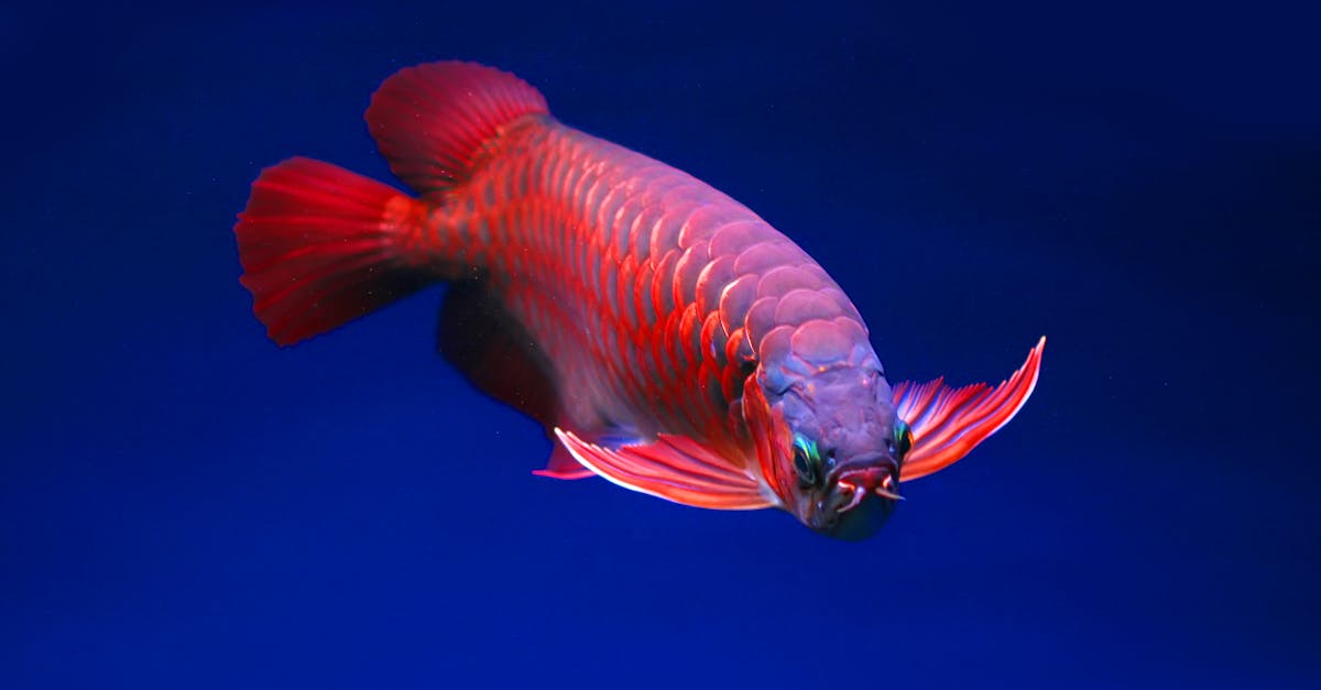 découvrez tout sur le bred : signification, utilisations et conseils pratiques pour bien comprendre ce terme.