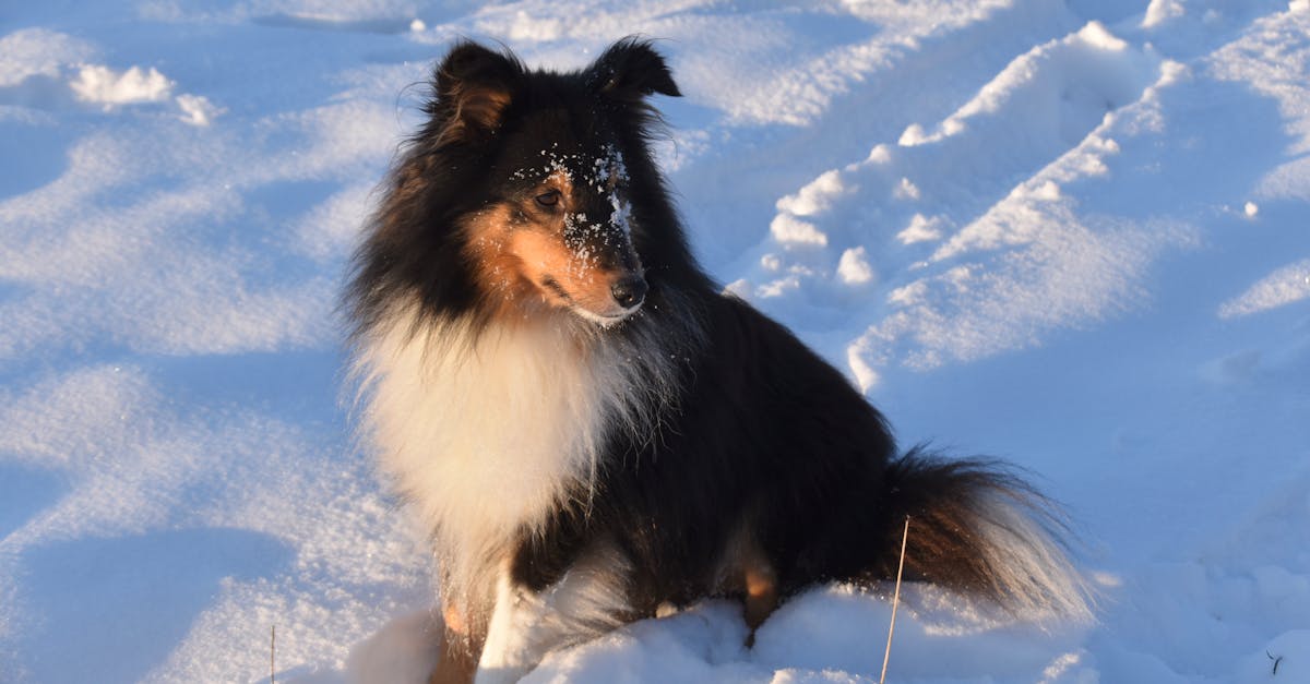 découvrez tout sur bred, une banque coopérative innovante offrant des solutions financières adaptées à vos besoins personnels et professionnels.