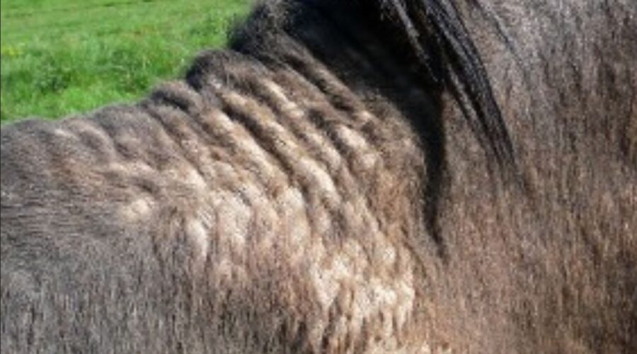 dermite cheval