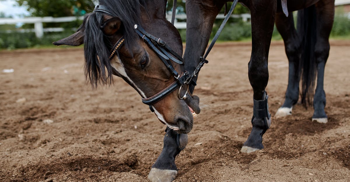 découvrez nos tests de dressage pour améliorer la performance et la discipline de votre cheval. conseils pratiques et méthodes efficaces pour réussir vos séances d'entraînement.