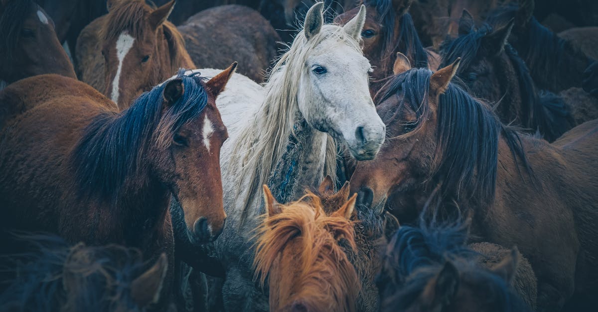 découvrez tout sur les équidés : soins, élevage, comportement et bien-être des chevaux.