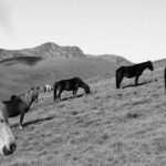 découvrez tout sur les équidés : soins, races, alimentation et conseils pour bien vivre avec vos chevaux.