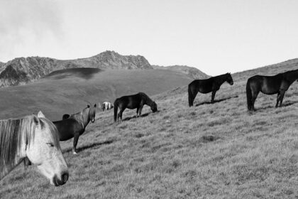 découvrez tout sur les équidés : soins, races, alimentation et conseils pour bien vivre avec vos chevaux.
