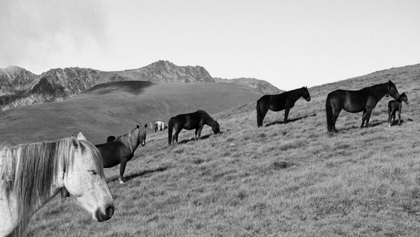découvrez tout sur les équidés : soins, races, alimentation et conseils pour bien vivre avec vos chevaux.