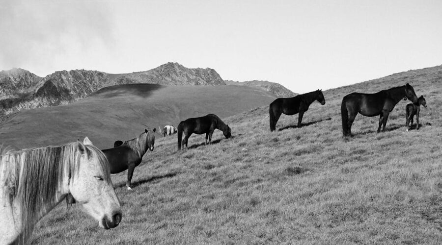 découvrez tout sur les équidés : soins, races, alimentation et conseils pour bien vivre avec vos chevaux.