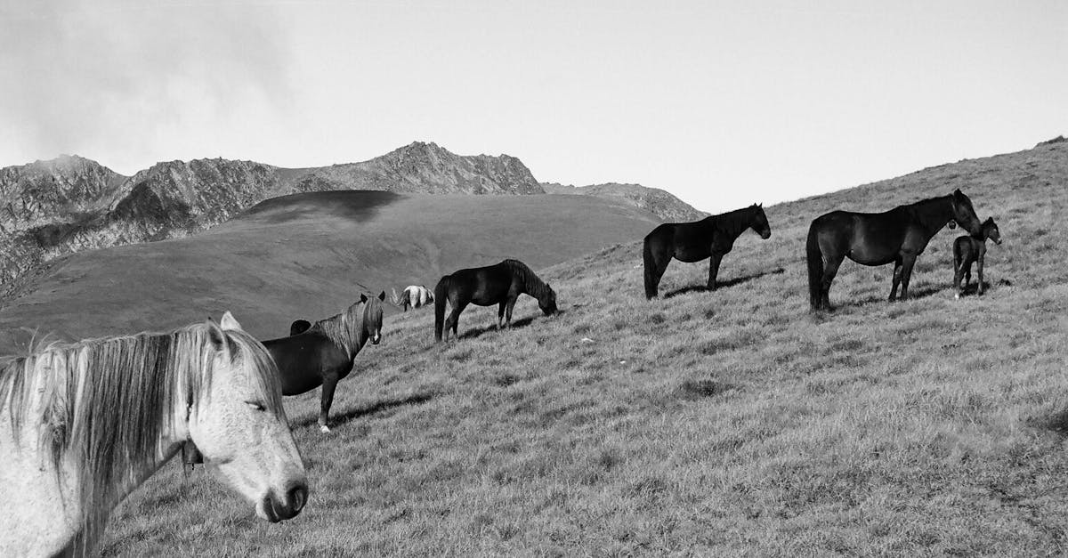 découvrez tout sur les équidés : soins, races, alimentation et conseils pour bien vivre avec vos chevaux.