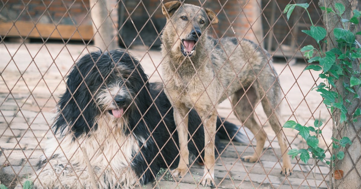 découvrez la french trotter breeding society, l'association dédiée à l'élevage et à la promotion du trotteur français, garantissant qualité et excellence dans la sélection des meilleurs chevaux.
