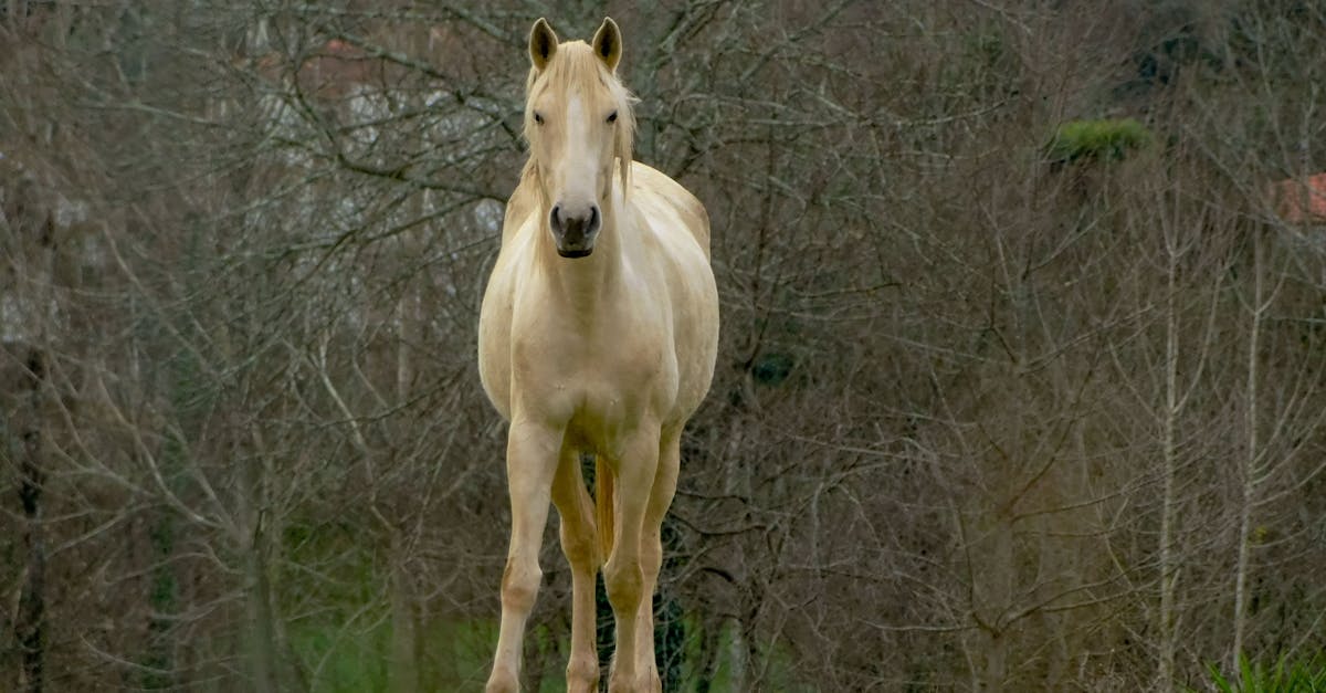 découvrez l'importance de la conformation du cheval pour sa santé, ses performances et son bien-être. apprenez à reconnaître les bonnes caractéristiques physiques d'un cheval.