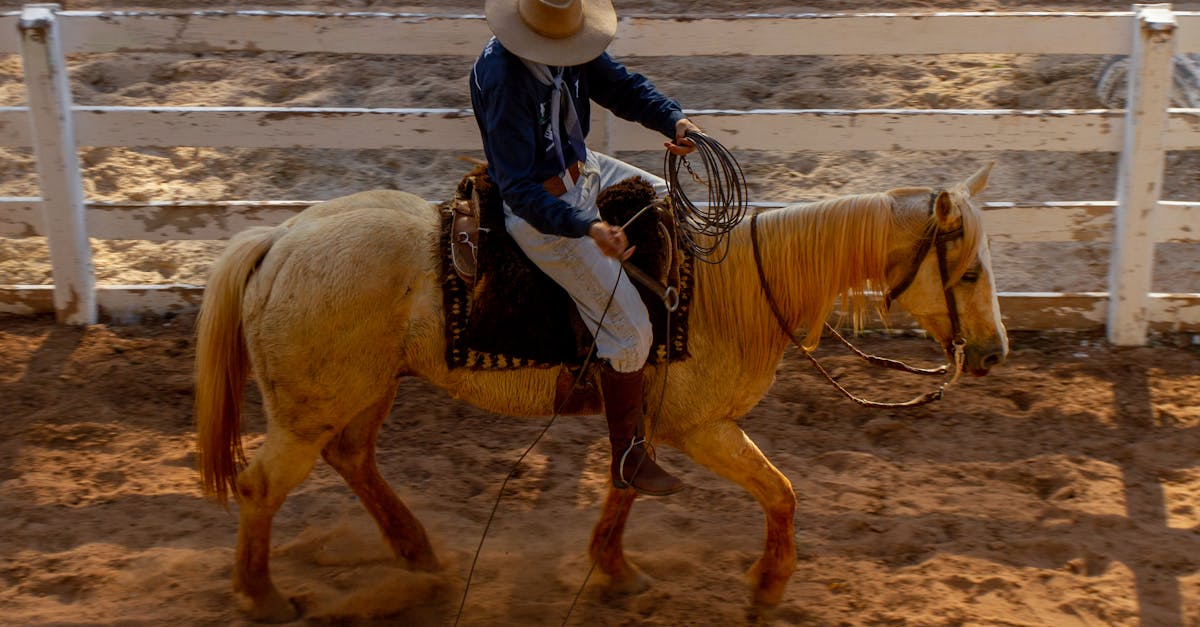 découvrez l'importance de la conformation du cheval pour évaluer sa santé, ses performances et son équilibre grâce à notre guide complet.
