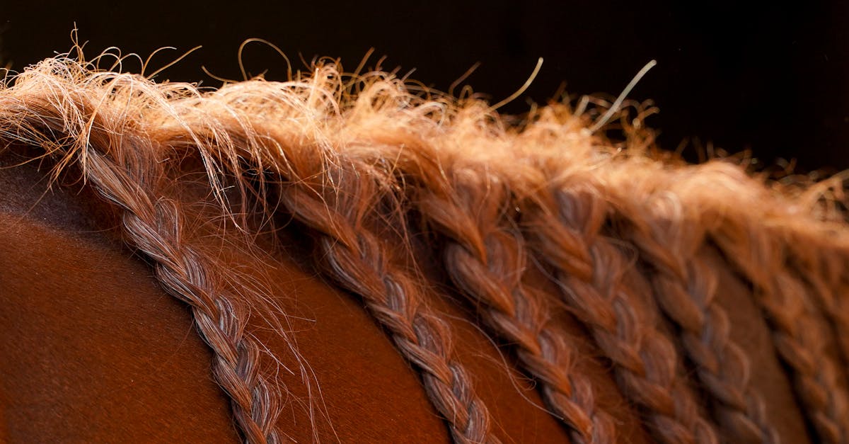 shampooing pour crinière de cheval, spécialement formulé pour nettoyer en douceur, renforcer et sublimer la beauté naturelle de la crinière de votre cheval.