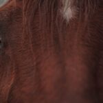 shampooing pour crinière de cheval, spécialement formulé pour nettoyer en douceur, nourrir et renforcer les crins, laissant la crinière brillante et facilement démêlable.