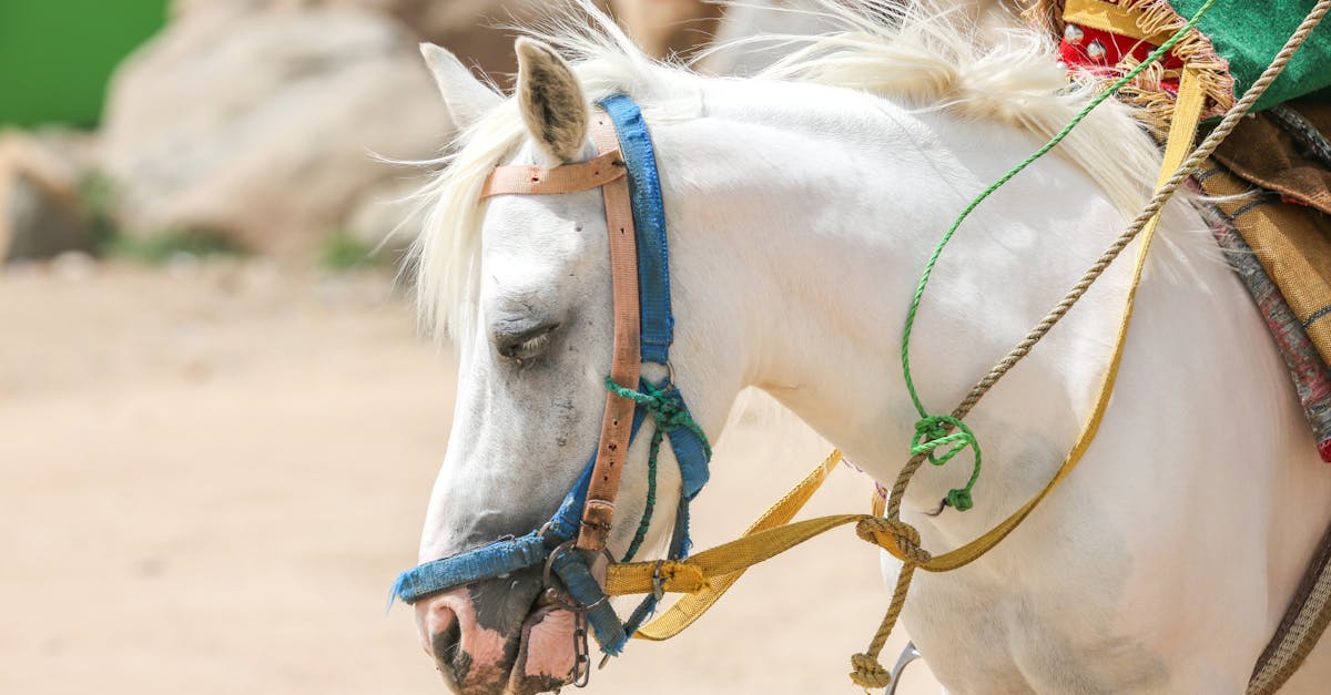 shampoing pour crinière de cheval : nettoyez en douceur, renforcez et embellissez la crinière de votre cheval avec notre shampooing spécialement formulé.