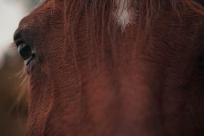 shampooing pour crinière de cheval, spécialement formulé pour nettoyer en douceur, nourrir et renforcer les crins, laissant la crinière brillante et facilement démêlable.