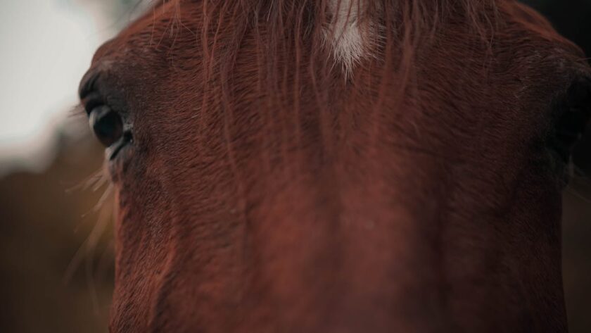 shampooing pour crinière de cheval, spécialement formulé pour nettoyer en douceur, nourrir et renforcer les crins, laissant la crinière brillante et facilement démêlable.