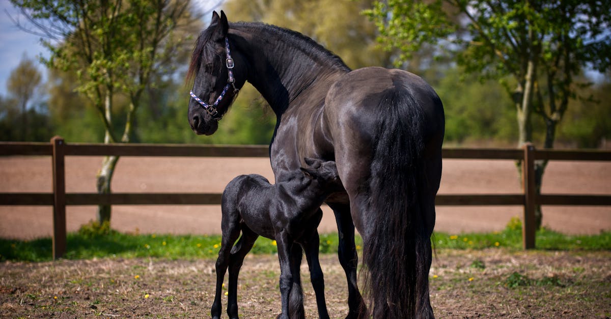 découvrez le shire horse, un cheval de trait britannique réputé pour sa taille imposante, sa puissance et son caractère doux. parfait pour le travail agricole ou les loisirs équestres.