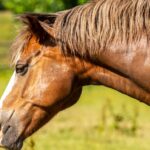 découvrez le shire horse, une race de cheval de trait reconnue pour sa taille impressionnante, sa force exceptionnelle et son tempérament doux. parfait pour les travaux lourds et les spectacles équestres.