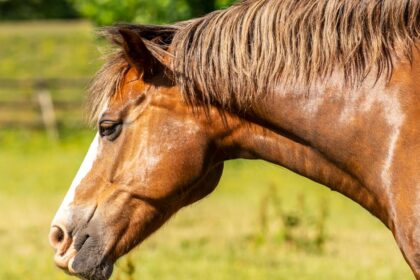 découvrez le shire horse, une race de cheval de trait reconnue pour sa taille impressionnante, sa force exceptionnelle et son tempérament doux. parfait pour les travaux lourds et les spectacles équestres.