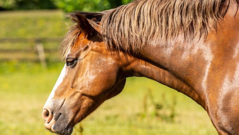 découvrez le shire horse, une race de cheval de trait reconnue pour sa taille impressionnante, sa force exceptionnelle et son tempérament doux. parfait pour les travaux lourds et les spectacles équestres.