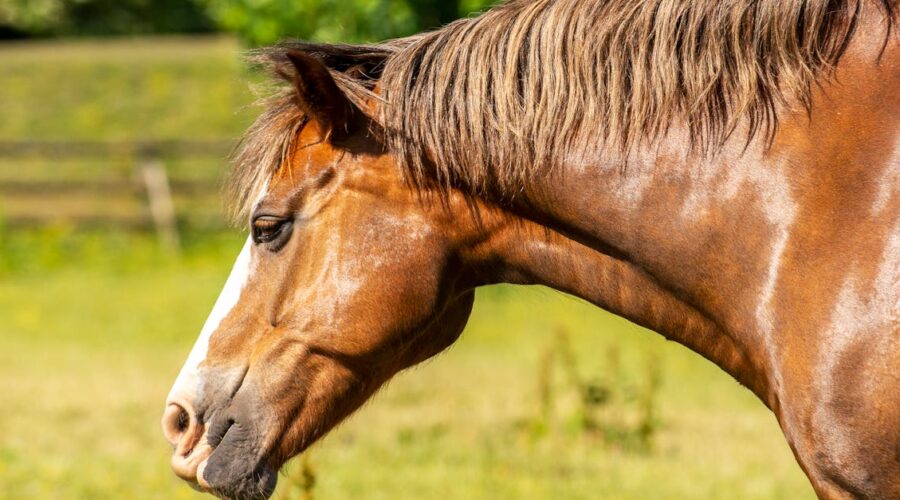 découvrez le shire horse, une race de cheval de trait reconnue pour sa taille impressionnante, sa force exceptionnelle et son tempérament doux. parfait pour les travaux lourds et les spectacles équestres.