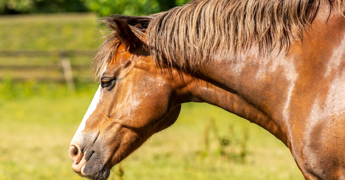 découvrez le shire horse, une race de cheval de trait reconnue pour sa taille impressionnante, sa force exceptionnelle et son tempérament doux. parfait pour les travaux lourds et les spectacles équestres.
