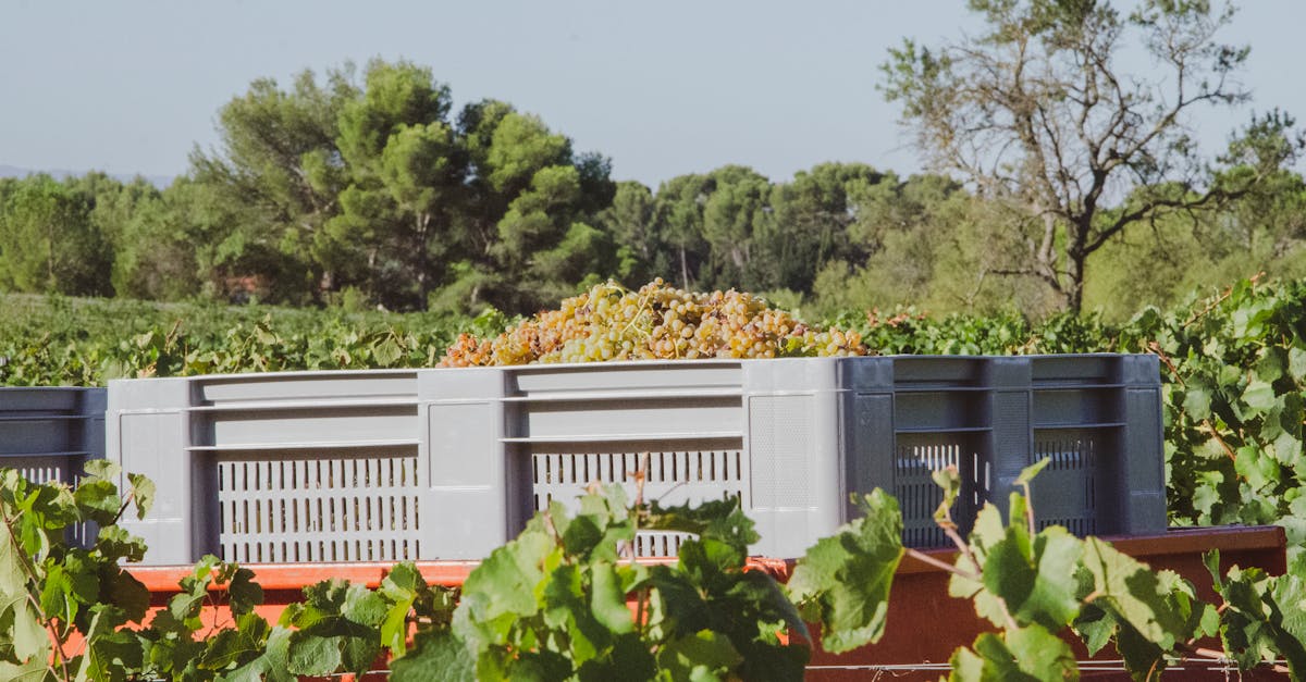 découvrez notre avis complet sur agradi, la plateforme spécialisée pour l'achat d'équipement agricole de qualité. analyse des produits, services et expérience utilisateur.