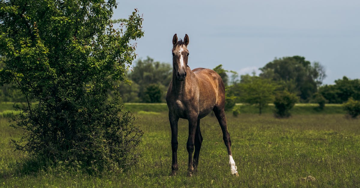 découvrez l'akhal-teke, une race de cheval d'exception reconnue pour sa beauté, son endurance et son pelage métallique unique. parfait pour les passionnés d'équitation et de culture équestre.