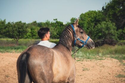 découvrez l'akhal-teke, un cheval légendaire connu pour sa beauté exceptionnelle, sa grande endurance et son pelage brillant unique. explorez son histoire fascinante et ses caractéristiques distinctives.