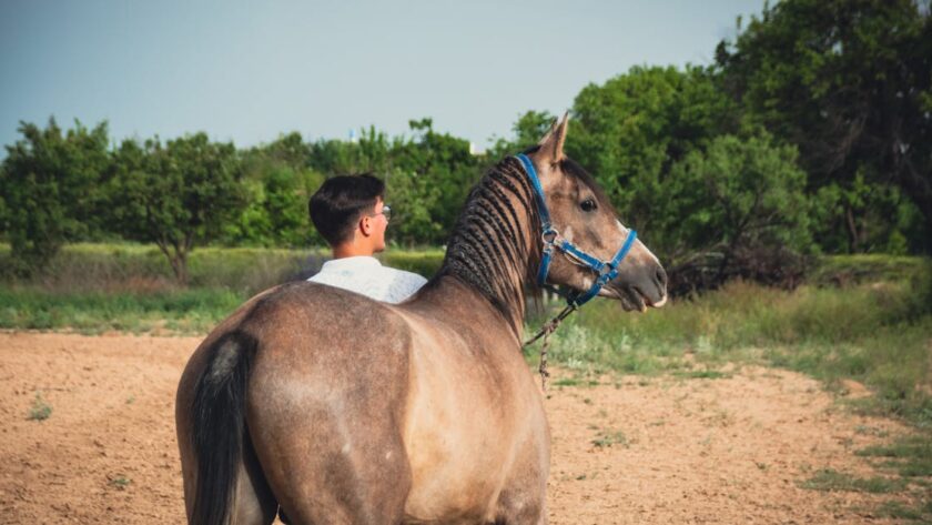 découvrez l'akhal-teke, un cheval légendaire connu pour sa beauté exceptionnelle, sa grande endurance et son pelage brillant unique. explorez son histoire fascinante et ses caractéristiques distinctives.