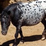découvrez aqua pony, notre collection unique de poneys aquatiques alliant élégance et aventure sous-marine pour petits et grands.