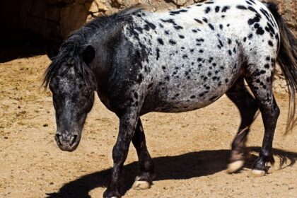 découvrez aqua pony, notre collection unique de poneys aquatiques alliant élégance et aventure sous-marine pour petits et grands.