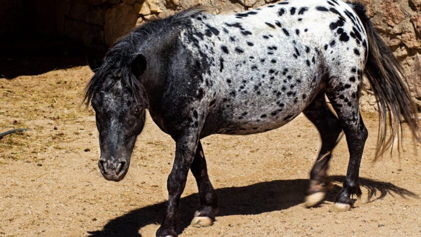 découvrez aqua pony, notre collection unique de poneys aquatiques alliant élégance et aventure sous-marine pour petits et grands.